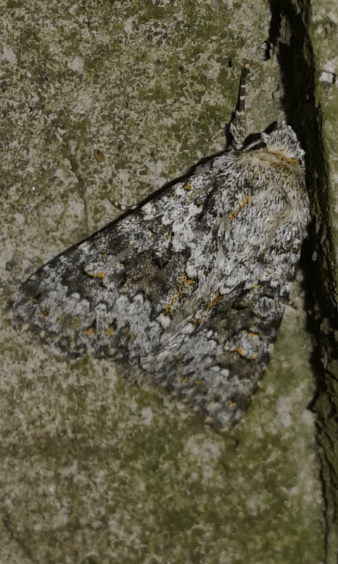 Hecatera dysodea (Noctuidae)?